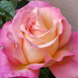 Meet your Posher, Deborah